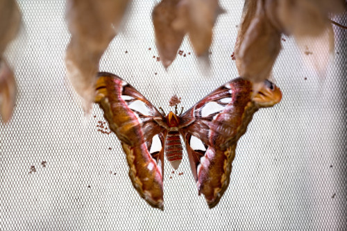 Motýl/ilustrační foto