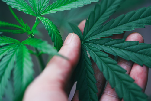 Cannabis leaves marijuana plant in hand / Hemp leaf for extract